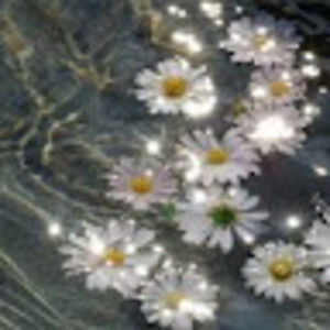 Meet your Posher, Daisy